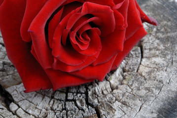 Rote Rose auf Holz
