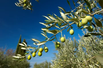 Foto auf Acrylglas Olivenbaum Olivenbaumzweig