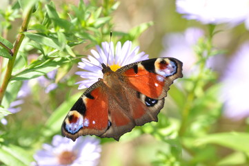Papillon