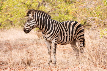 Fototapeta na wymiar Single zebra standing in the bush