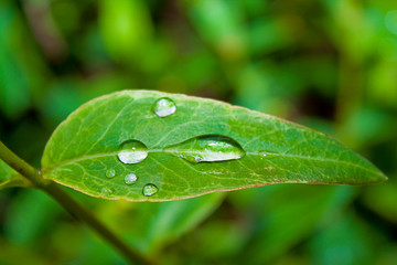 Goutte d'eau sur une feuille