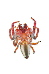 Jumping Spider, family Salticidae