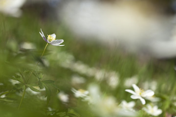 Wood anemone (Anemone nemorosa)