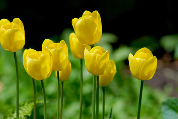Gelbe Tulpen