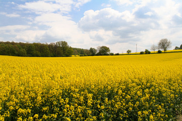yellow field