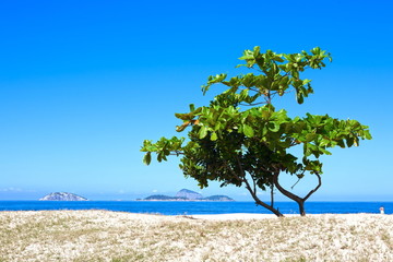 one tree on a beach