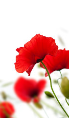 champs de coquelicots, fleurs rouges sur fond blanc - poppies © Olivier Le Moal
