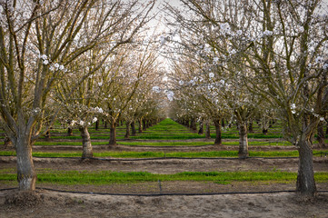 Fruit Trees in Spring Orchard