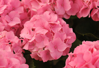 pink  Hydrangea (Hortensia)