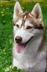 Siberian Husky outdoors
