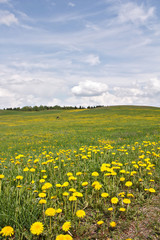 field of spring flowers