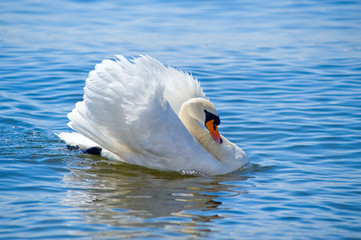 swan