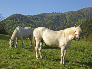 Fototapeta premium CHEVAUX BLANCS