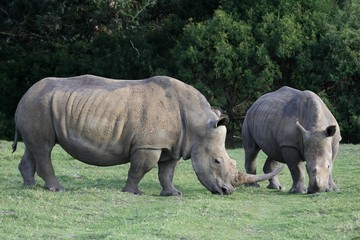 Obraz premium White Rhino Pair