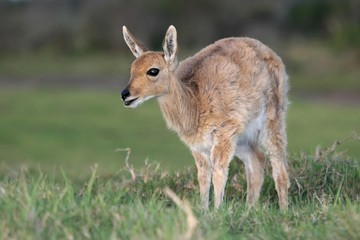 Mountain Reedbuck Antelope