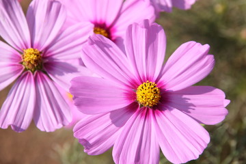 pink cosmos flower