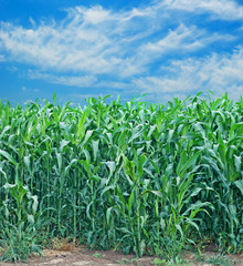 Corn field
