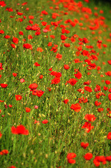 Poppy flowers