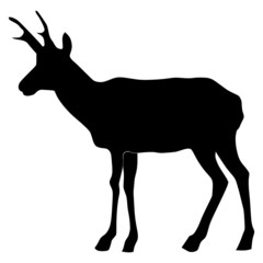 silhouette of antelope