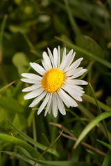 Fototapeta premium Field flowers