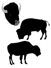 silhouette of bison