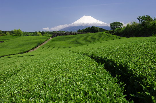 Mt.Fuji and tea plantation
