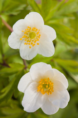 White anemone