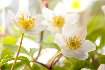 Obraz premium White anemone