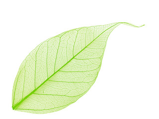 decorative skeleton leaf