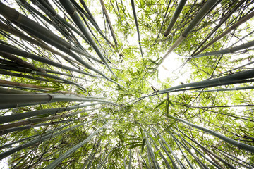 Green Bamboo Forest for background