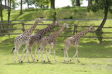 Fototapeta premium Girafles