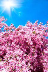 Fototapeta na wymiar Blossom drzewo