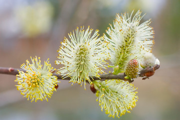 Branch of a willow against the brown background