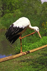 White Stork