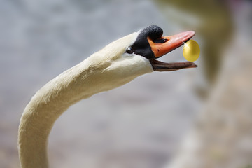 Cigno dona uovo d'oro