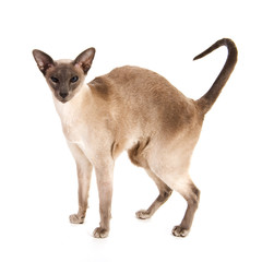 Blue point Siamese