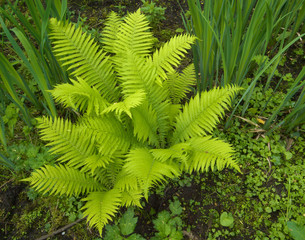 Fern