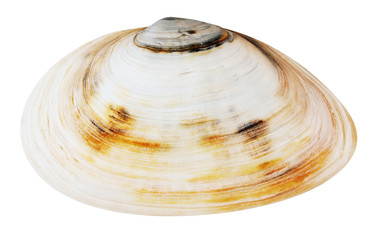 seashell