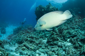 Napoleon Wrasse (Cheilinus undulatus)