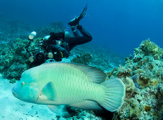 camera man follows a napoleon wrasse