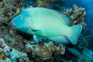 Napoleon Wrasse (Cheilinus undulatus)
