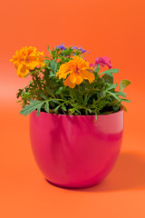 Cheerful garden flowers