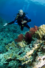 Naklejka na ściany i meble scuba diver on coral reef