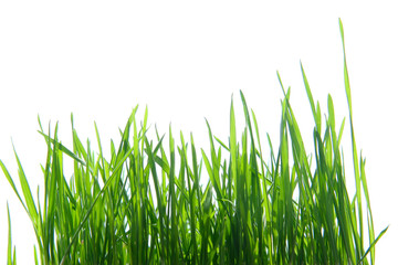 Wheat green sprouts isolated on white