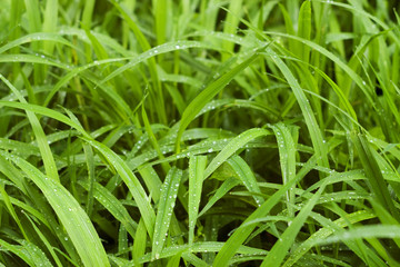 Fototapeta na wymiar green grass blades with water drops and selective focus
