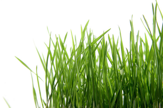 Wheat green sprouts isolated on white