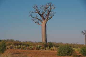 Fototapeta na wymiar baobab 1