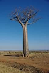 Fototapeta na wymiar Baobab 3