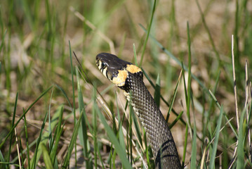grass snake