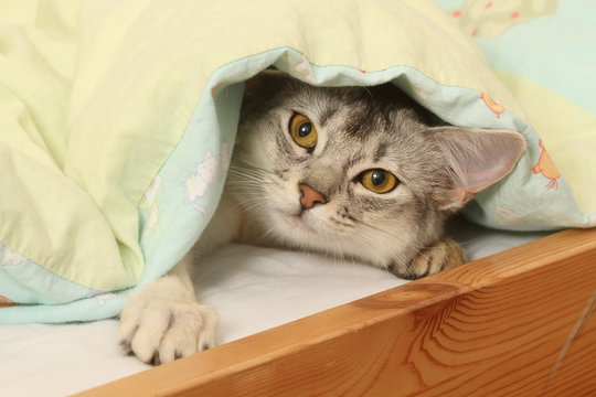 chat cach&eacute; sous la couette